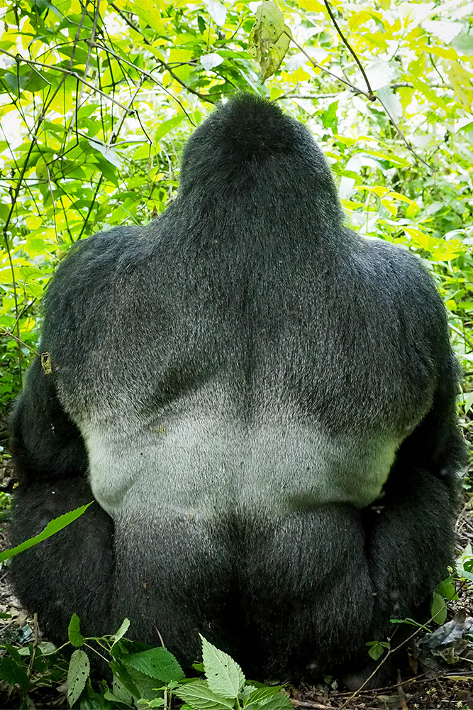 GOrilla3